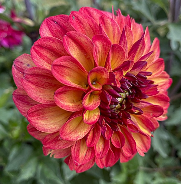 Dahlia Ding a Dong
